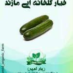 بذر خیار گلخانه ایی مازند