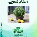 بذر ریحان لیمویی