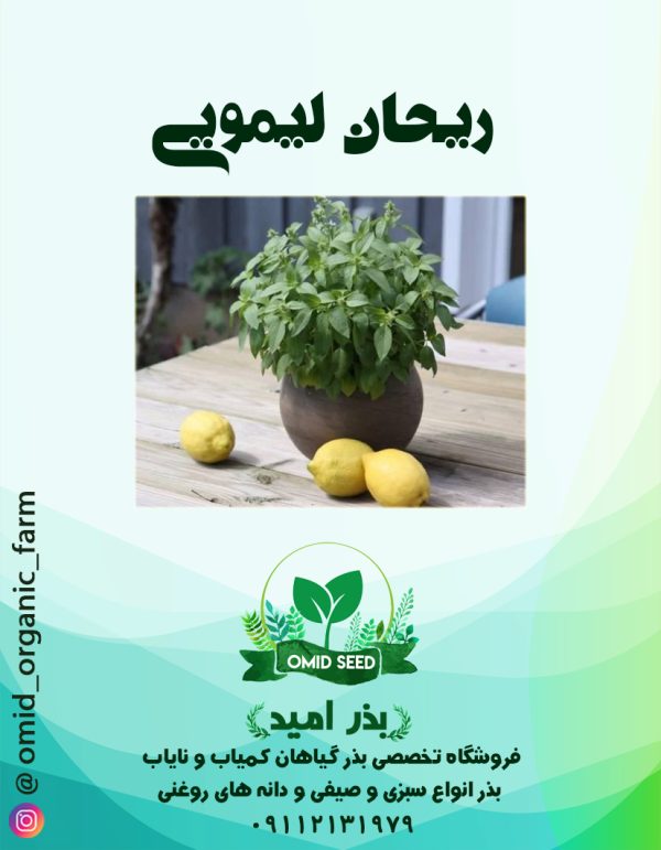 بذر ریحان لیمویی - تصویر 1