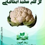 بذر گل کلم سفید استاندارد ایتالیایی