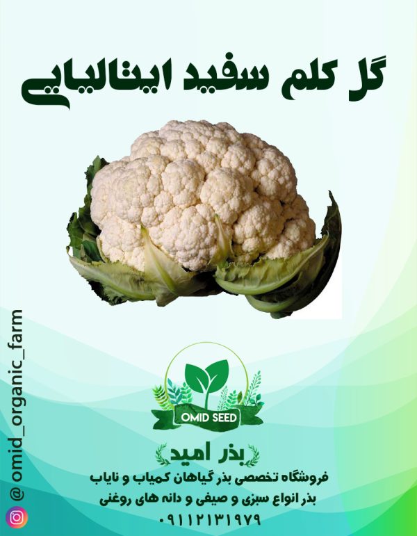 بذر گل کلم سفید استاندارد ایتالیایی - تصویر 1