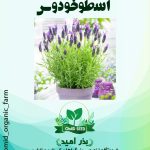 بذر اسطوخودوس ( لاوندر )