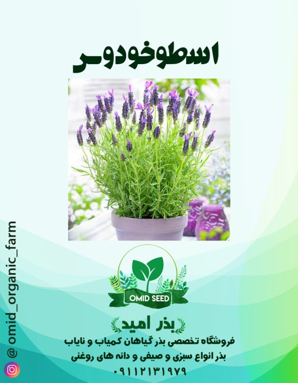 بذر اسطوخودوس ( لاوندر ) - تصویر 1