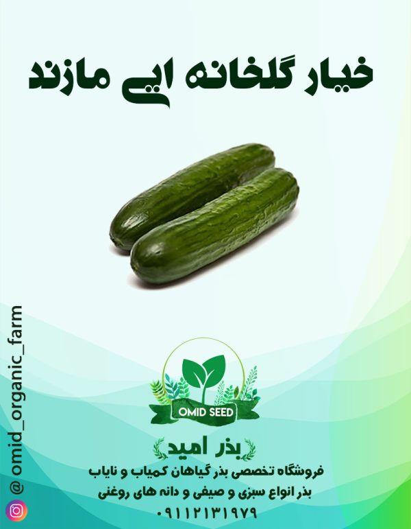 بذر خیار گلخانه ایی مازند - تصویر 1