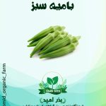 بذر بامیه سبز هلندی