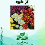 بذر گل داودی