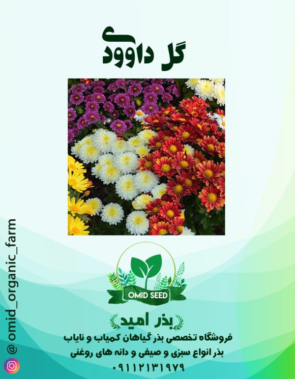 بذر گل داودی - تصویر 1