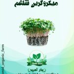 بذر میکرو گرین شلغم