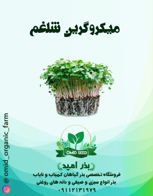 بذر میکرو گرین شلغم - تصویر 1