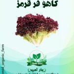 بذر کاهو فرانسه قرمز URJ