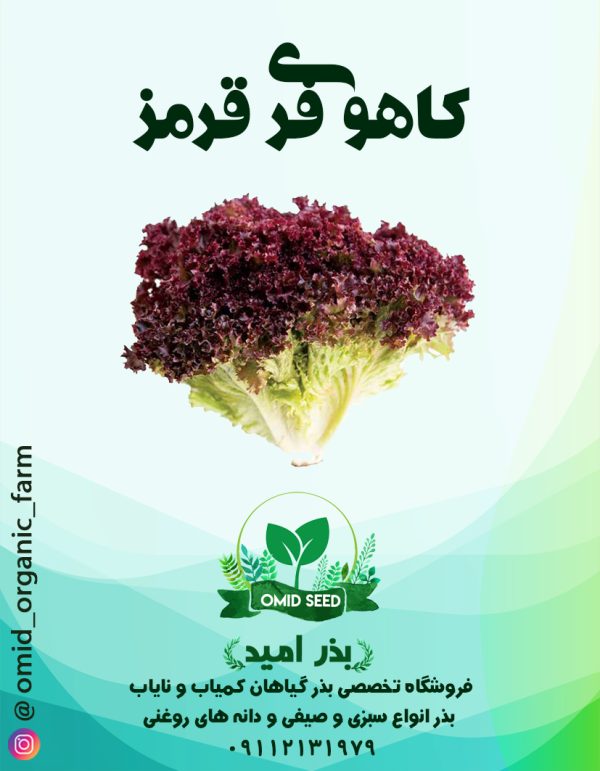 بذر کاهو فرانسه قرمز URJ - تصویر 1