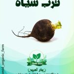 بذر ترب سیاه گرد سایس
