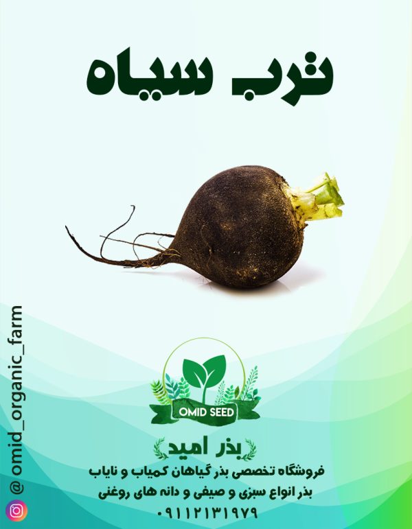 بذر ترب سیاه گرد سایس - تصویر 1