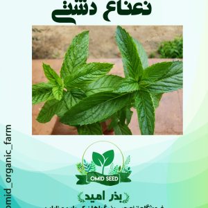 بذر نعناع دشتی