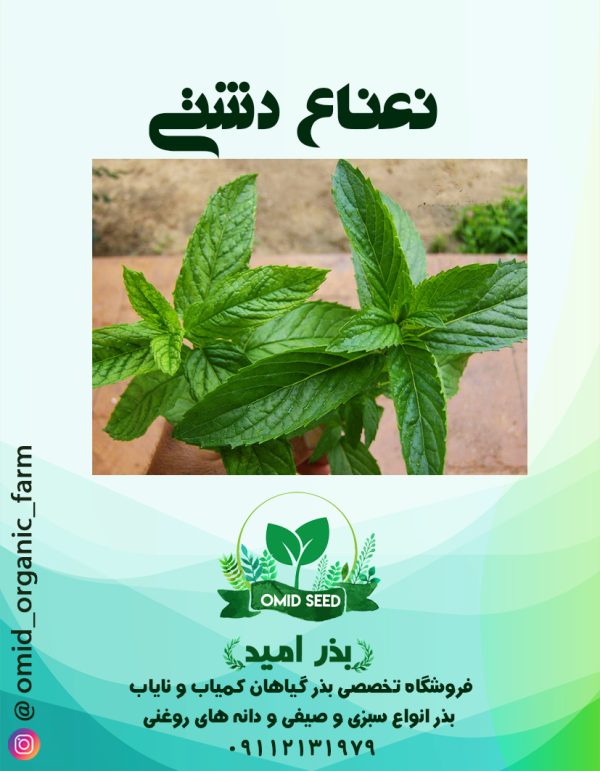 بذر نعناع دشتی - تصویر 1