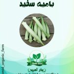 بذر بامیه سفید