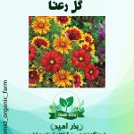 بذر گل رعنا الوان
