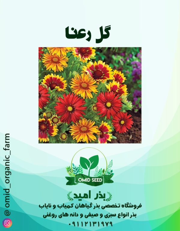 بذر گل رعنا الوان - تصویر 1