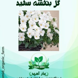 بذر گل بنفشه سفید