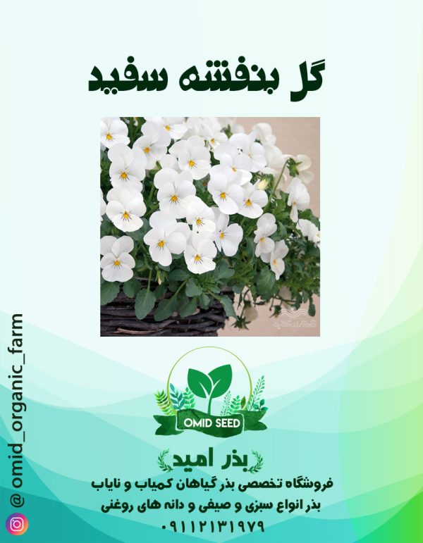 بذر گل بنفشه سفید - تصویر 1