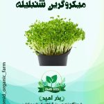 بذر میکرو گرین شمبلیله