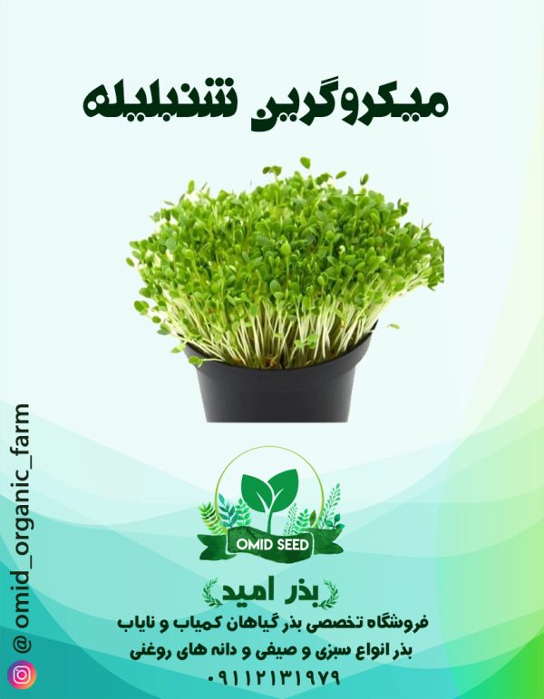 بذر میکرو گرین شمبلیله - تصویر 1