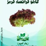 بذر کاهو فرانسه قرمز SN ( قرمز روشن )