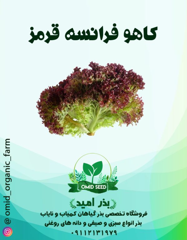 بذر کاهو فرانسه قرمز SN ( قرمز روشن ) - تصویر 1