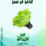 بذر کاهو فر سبز تایچی