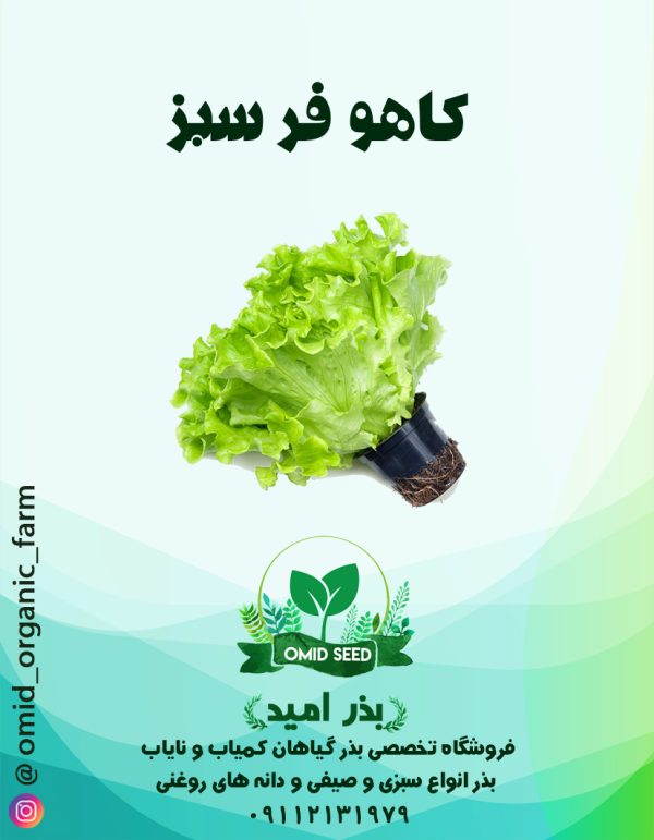 بذر کاهو فر سبز تایچی - تصویر 1
