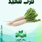 بذر ترب سفید تاکی استاندارد