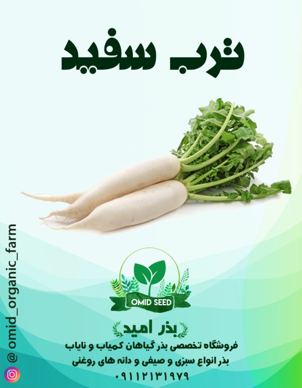 بذر ترب سفید تاکی استاندارد - تصویر 1