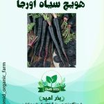بذر هویج سیاه URJ