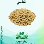 بذر عدس زر