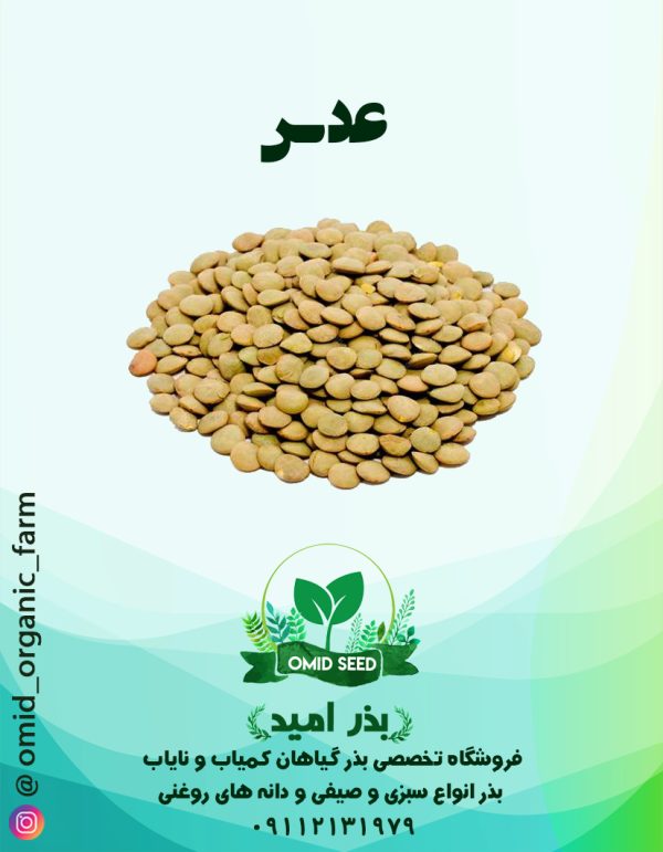 بذر عدس زر - تصویر 1