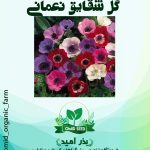 بذر گل شقایق نعمانی