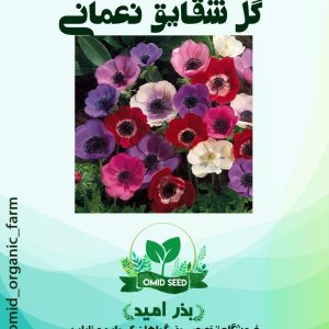 بذر گل شقایق نعمانی