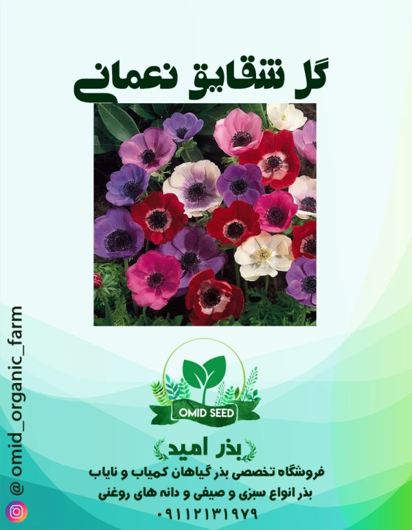 بذر گل شقایق نعمانی - تصویر 1