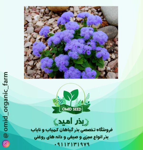 بذر گل ابری آبی - تصویر 1