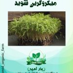 بذر میکرو گرین شوید