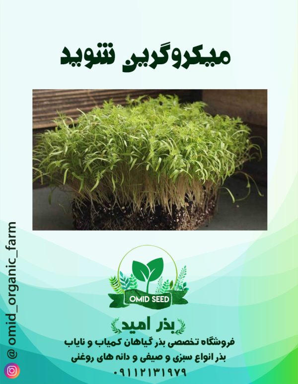 بذر میکرو گرین شوید - تصویر 1
