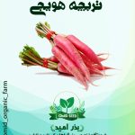 بذر تربچه هویجی هلندی