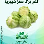 بذر کلم برگ سبز هیبرید توکیتا