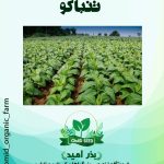 بذر تنباکو