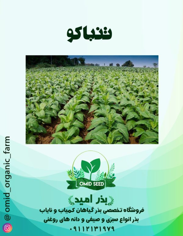 بذر تنباکو - تصویر 1
