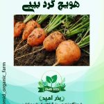 بذر هویج گرد بیبی