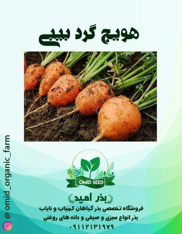 بذر هویج گرد بیبی - تصویر 1