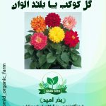 بذر گل کوکب بذری پا بلند الوان
