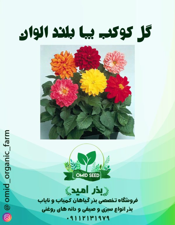 بذر گل کوکب بذری پا بلند الوان - تصویر 1