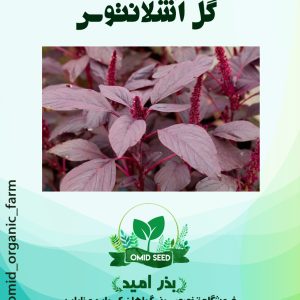بذر گل آشلانتوس